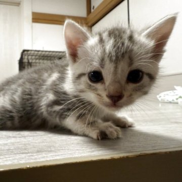 アメリカンショートヘア【東京都・男の子・2024年9月13日・シルバータビー】の写真「綺麗な柄、イケメンなお顔！首輪紫」