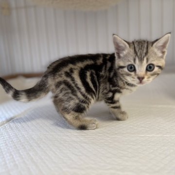 アメリカンショートヘア【東京都・女の子・2025年10月30日・シルバータビー】の写真「ほんのり茶色混じりな毛色に、可愛いお顔」