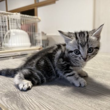 アメリカンショートヘア【東京都・男の子・2025年10月15日・シルバータビー】の写真「可愛いお顔、濃いめな柄」