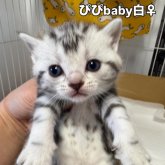 アメリカンショートヘア