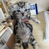 アメリカンショートヘア