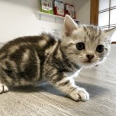 アメリカンショートヘア