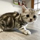 アメリカンショートヘア