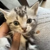 アメリカンショートヘア