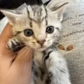 アメリカンショートヘア