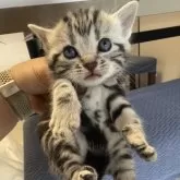 アメリカンショートヘア