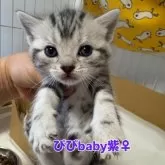 アメリカンショートヘア