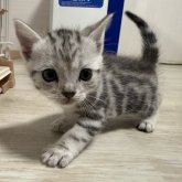 アメリカンショートヘア