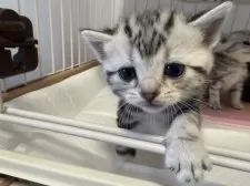 アメリカンショートヘア【東京都・女の子・2025年3月7日・シルバータビー】の写真5