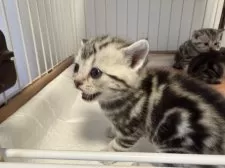 アメリカンショートヘア【東京都・女の子・2025年3月7日・シルバータビー】の写真7