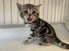 アメリカンショートヘア【東京都・女の子・2025年10月30日・シルバータビー】の写真8