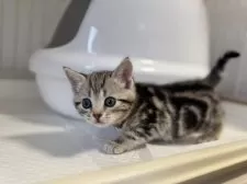 アメリカンショートヘア【東京都・女の子・2025年10月30日・シルバータビー】の写真2