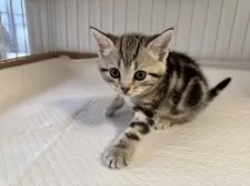 アメリカンショートヘア【東京都・女の子・2025年10月30日・シルバータビー】の写真4