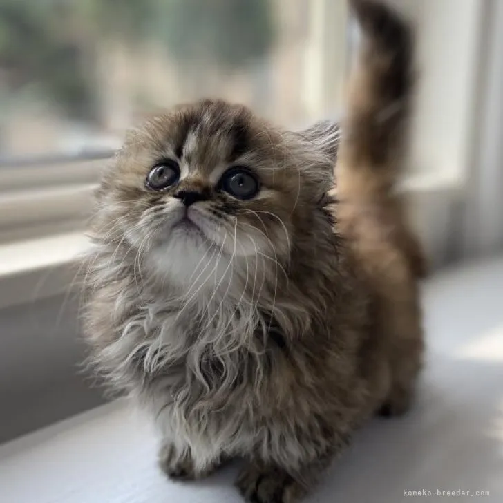 ID：2308-00323の子猫