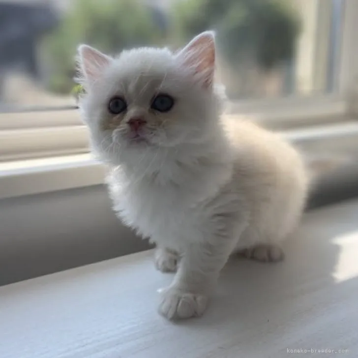 ID：2308-00405の子猫