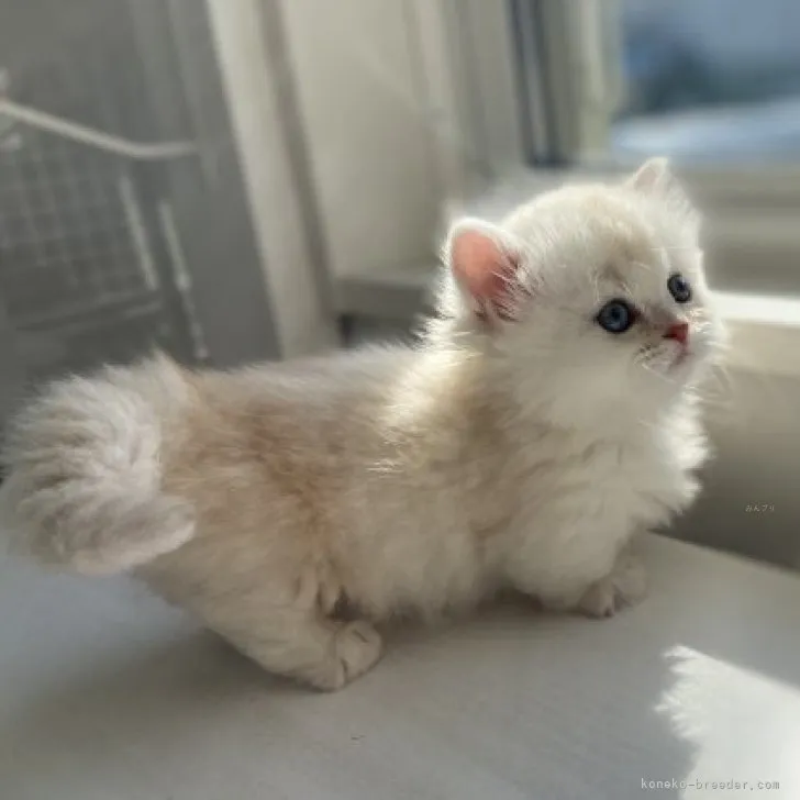 ID：2310-01315の子猫