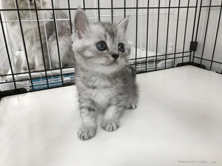 ID：1903-00953の子猫