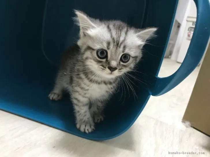 ID：1808-00025の子猫