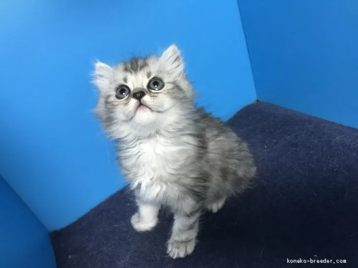 ID：1904-01205の子猫