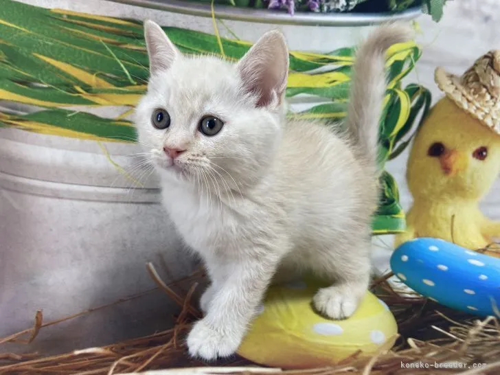 ID:2112-00249の子猫