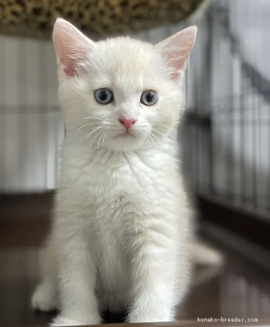 ID：2010-01075の子猫