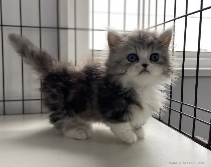 ID:2101-00521の子猫