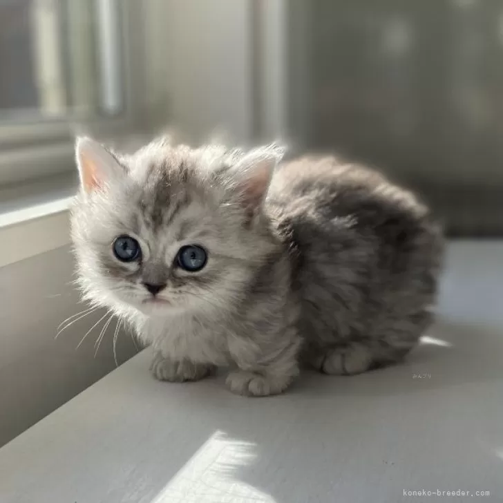 ID：2402-00045の子猫
