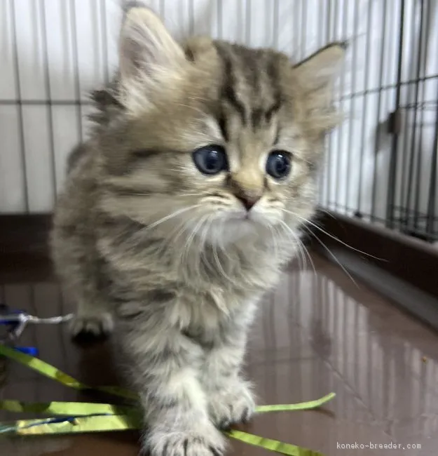 ID:2003-01285の子猫