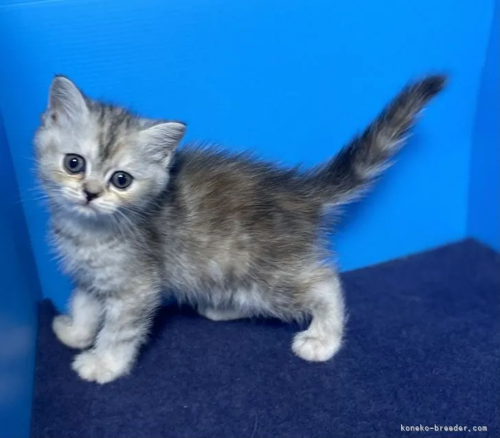 ID：2105-02484の子猫