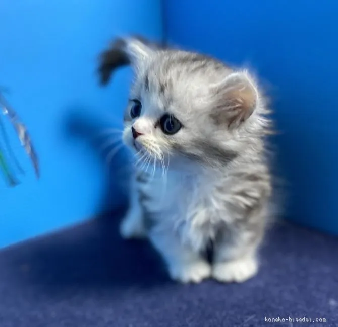 ID:2005-01597の子猫