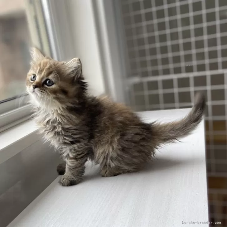 ミーマル 様のお迎えした子猫