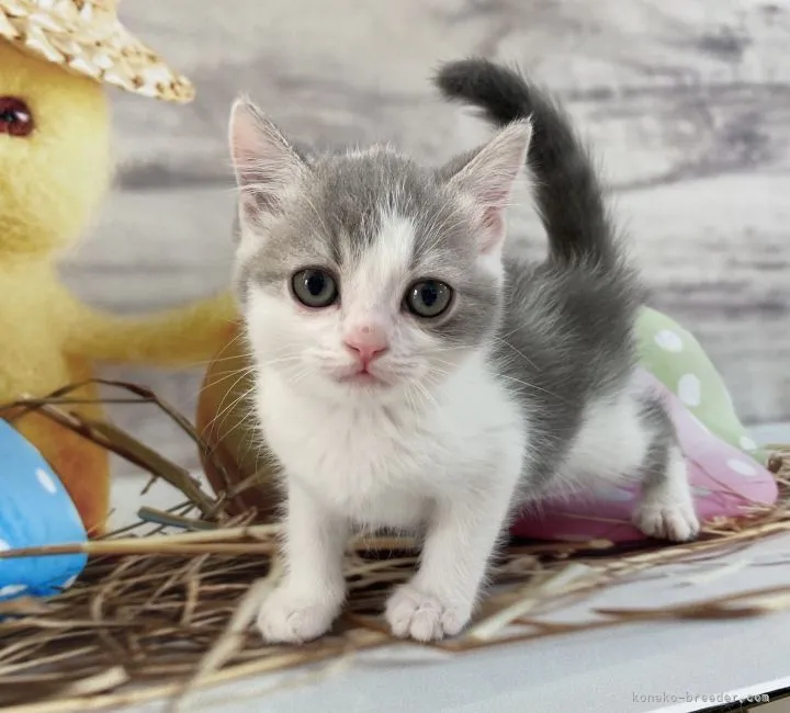 ID:2106-00455の子猫
