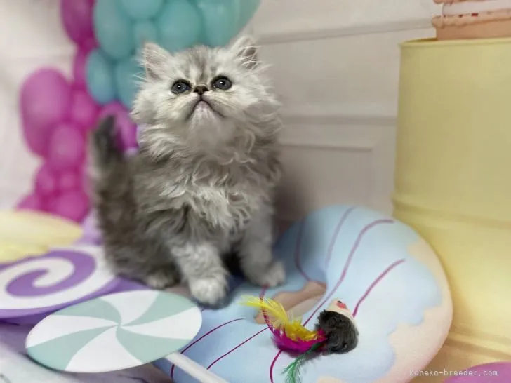 ID：2204-02553の子猫