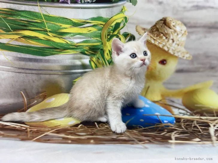 ID：2203-00413の子猫