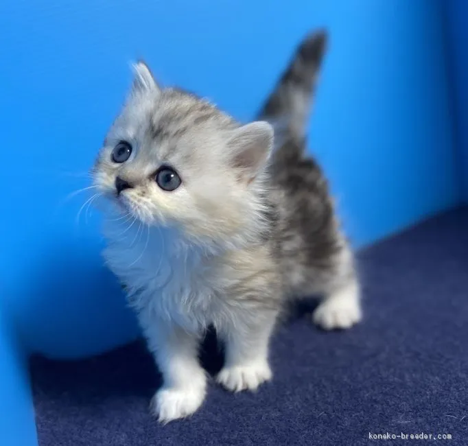ID：2005-01596の子猫