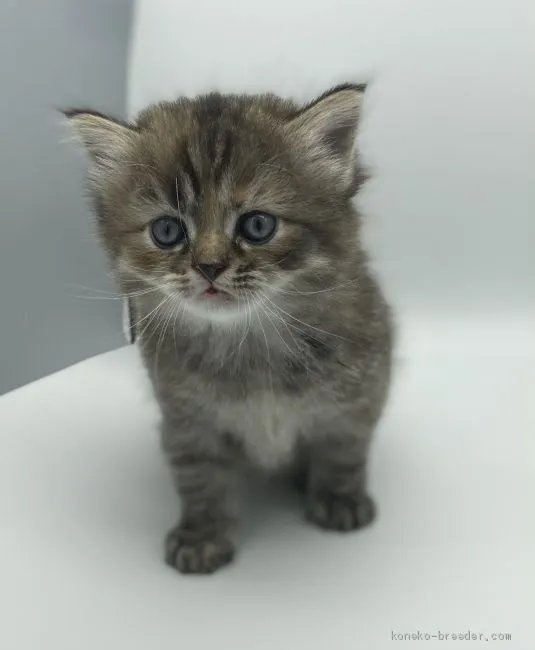 ID：2012-00328の子猫