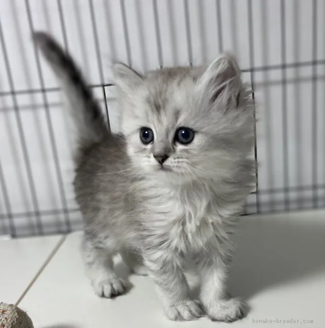 ID:2102-01769の子猫