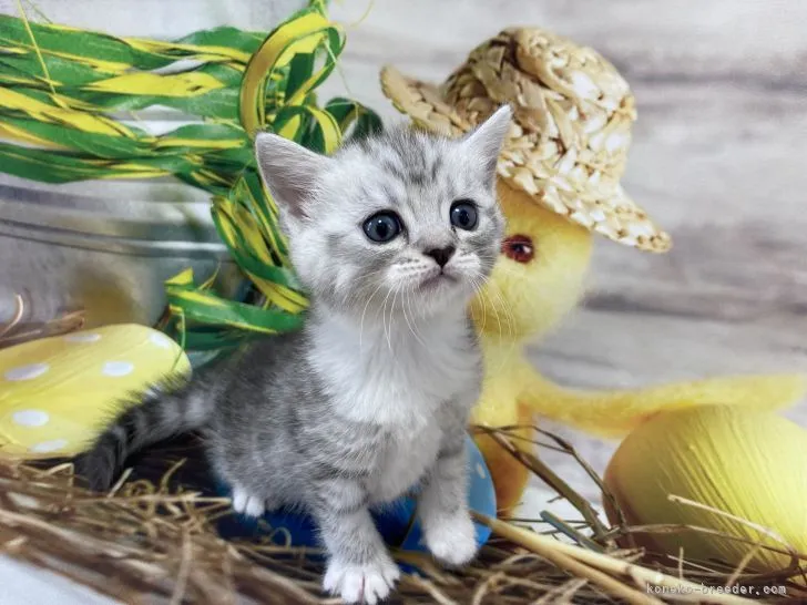 ID:2112-00253の子猫