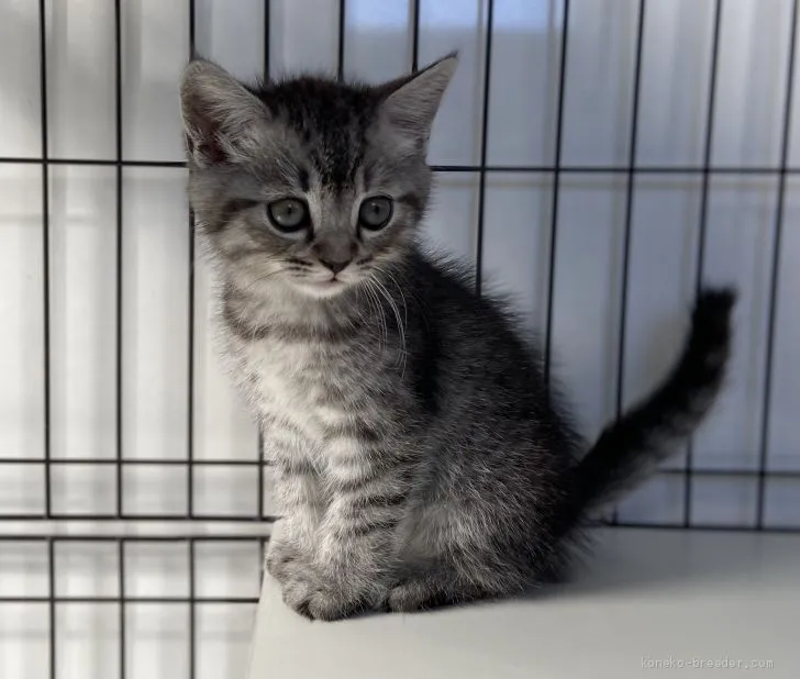 ID：2002-00808の子猫