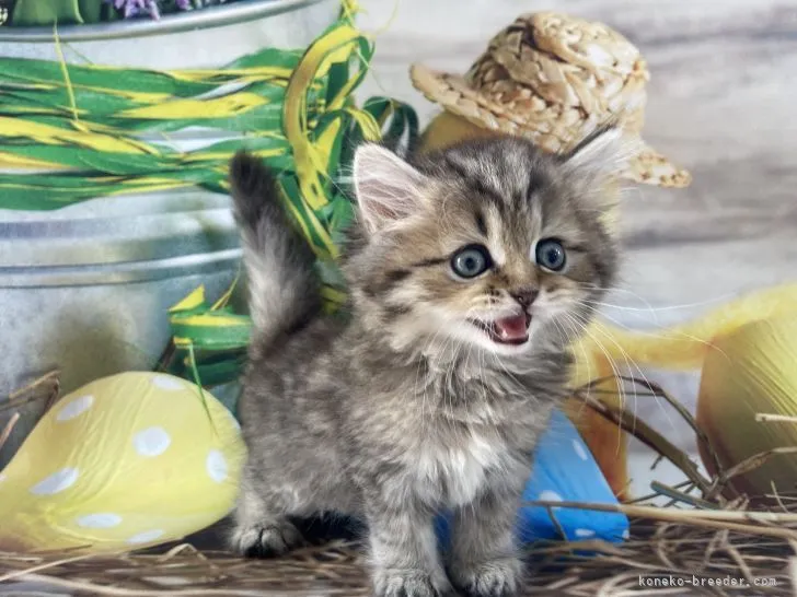 ID:2107-01039の子猫