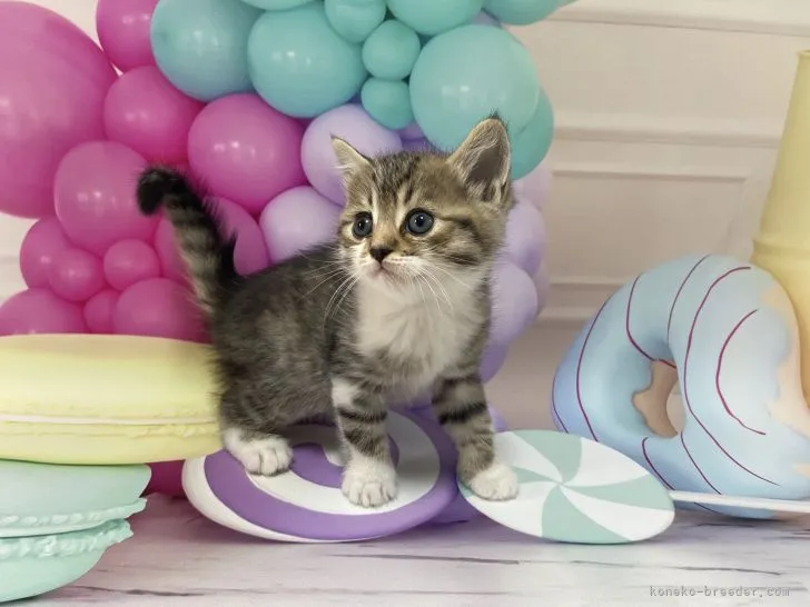 ID：2204-00217の子猫