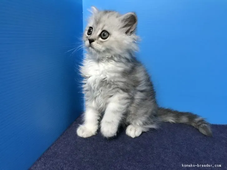 ID：1809-01503の子猫