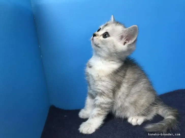 ID：1903-00109の子猫