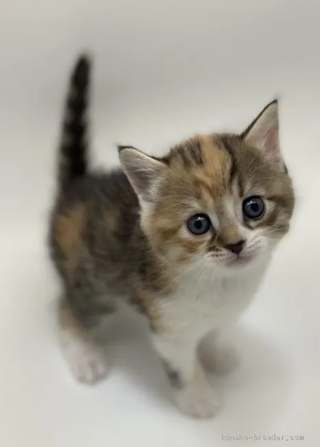 ID：2009-01364の子猫