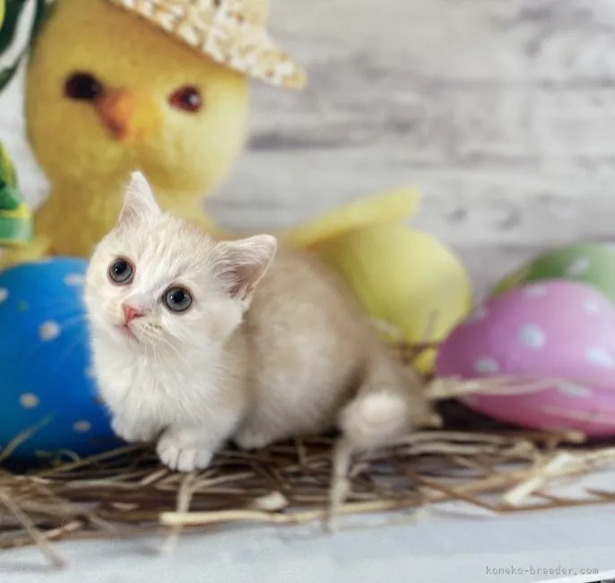 ID：2105-02482の子猫