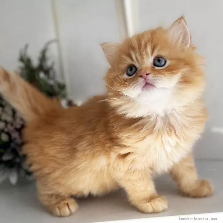 ID：2411-02665の子猫