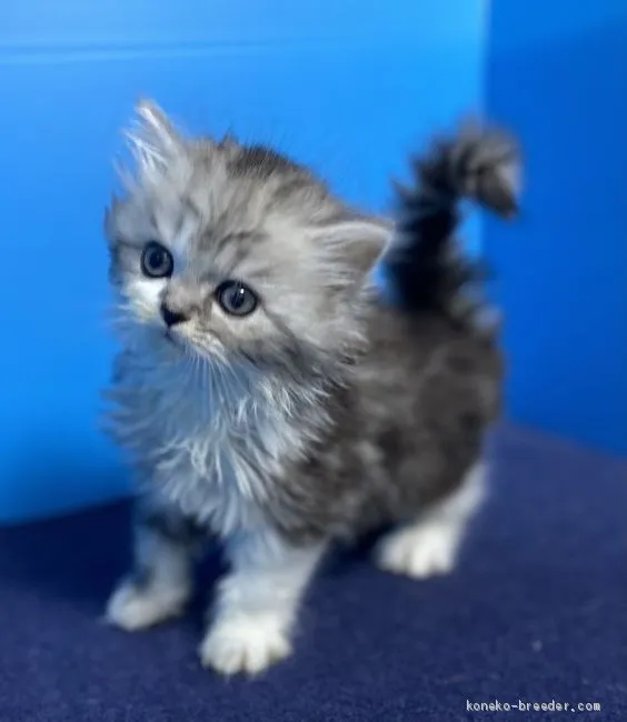ID:2101-00525の子猫