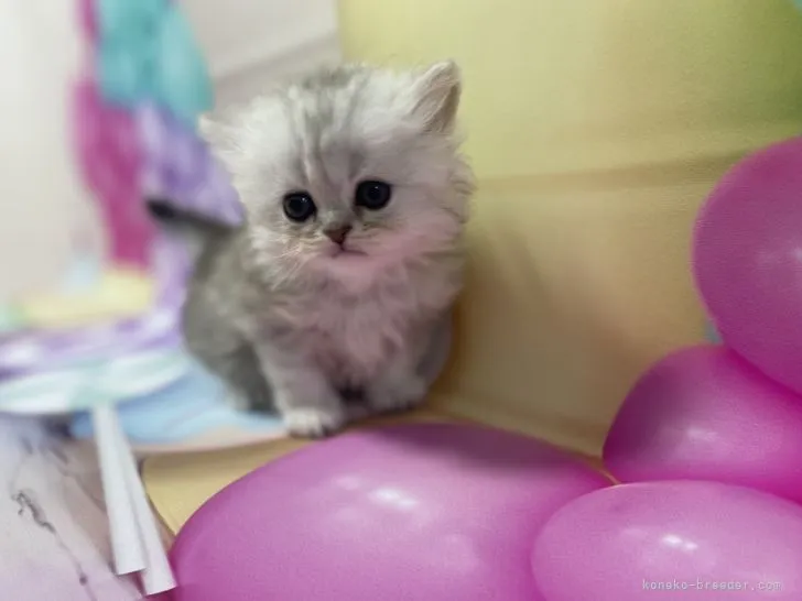 ID:2204-01358の子猫