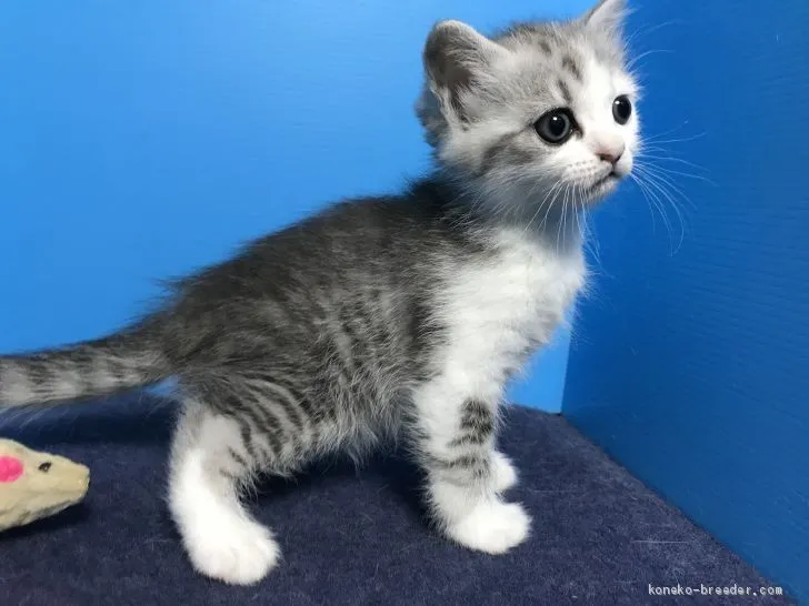 ID：1904-01204の子猫