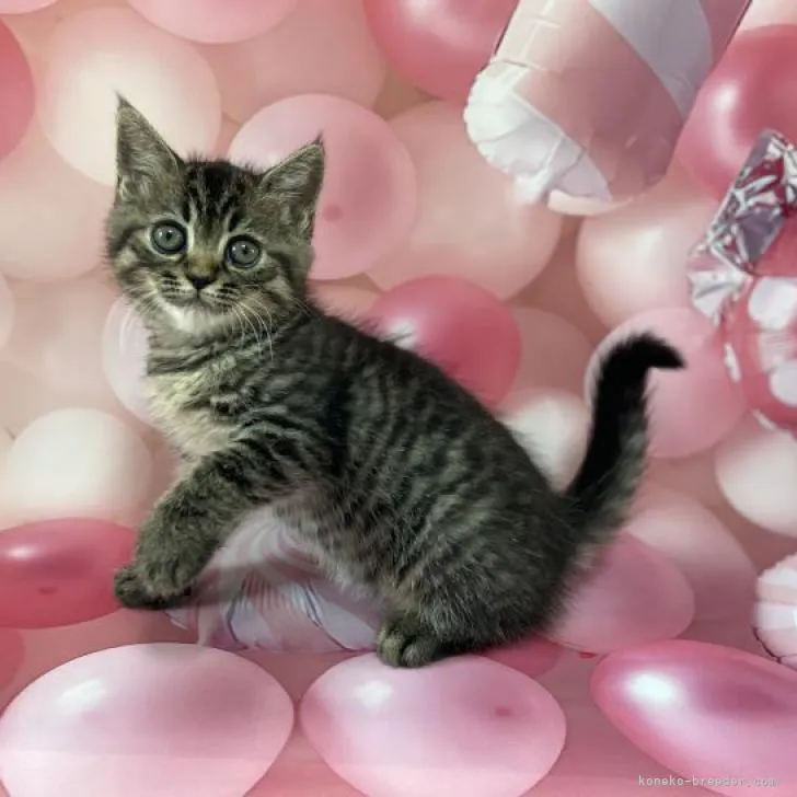 ID:2301-00858の子猫
